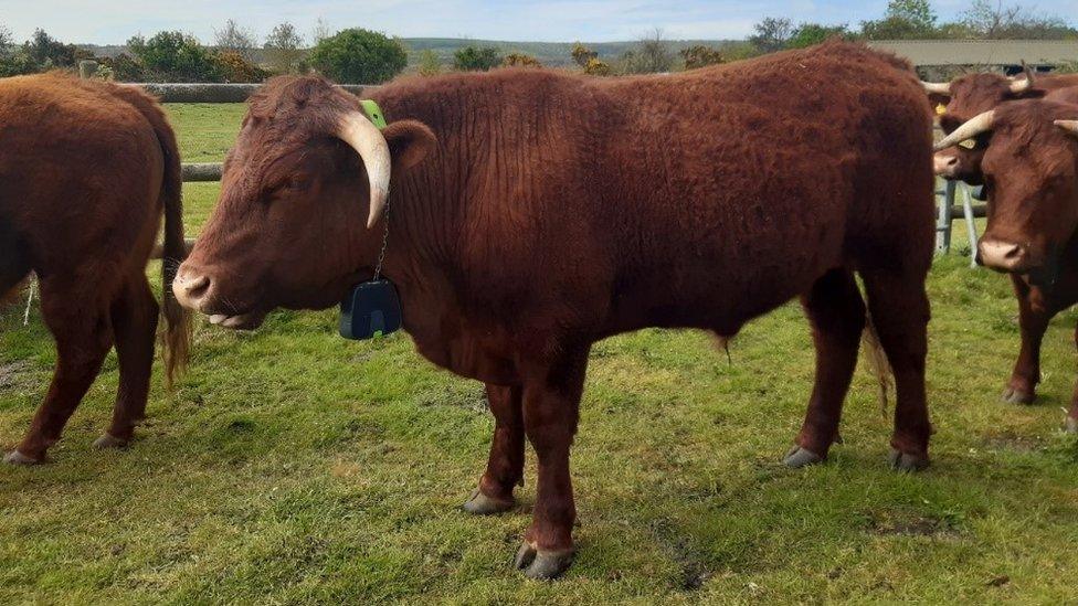 Cows in Studland Bay with GPS collars