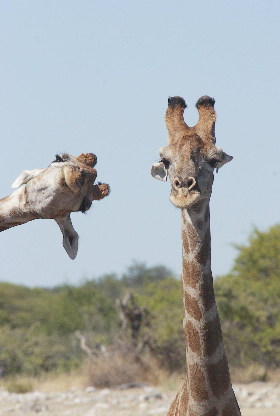 A giraffe looking sideways into the photographic frame of another giraffe