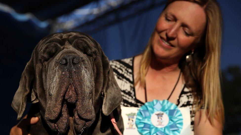 World's ugliest dog, Martha