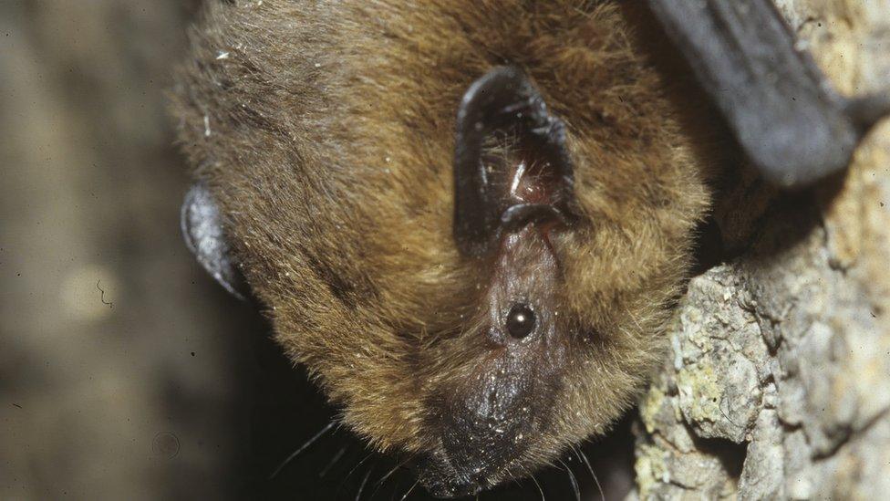 A common pipistrelle