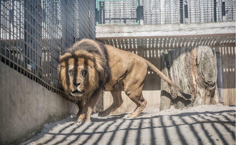 An abstract image of a lion looking withered and unhealthy in a cage in a zoo