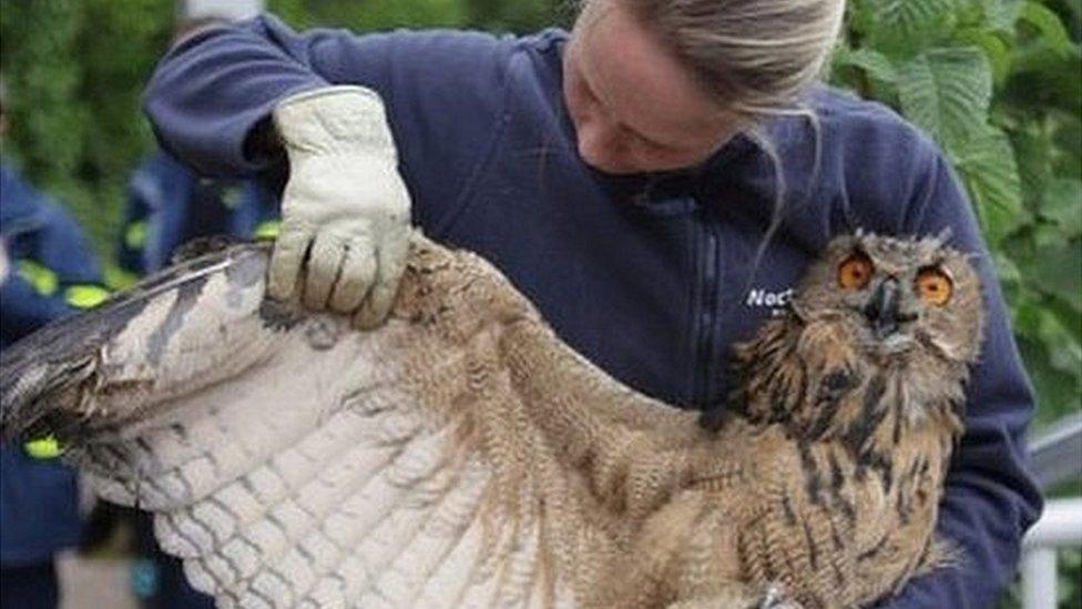 rescued owl