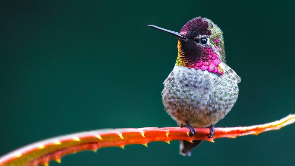 Anna's hummingbird.