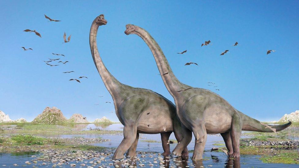 Two diplodocus