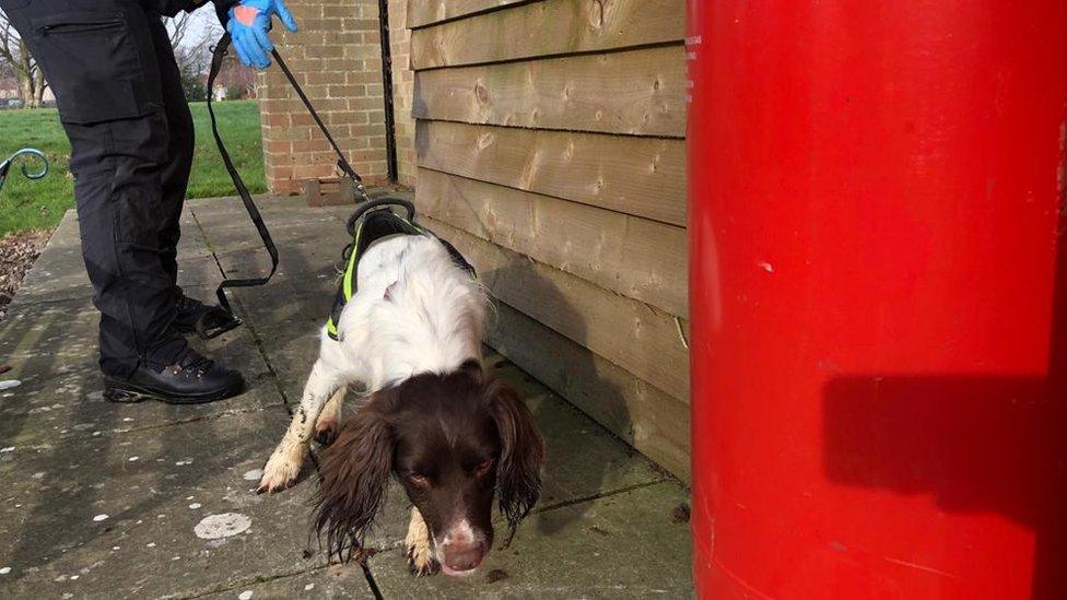 Three-year old Springer Spaniel “Digi-dog” Dora