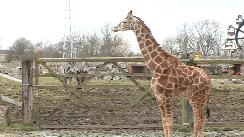 Library picture of giraffe at Flamingo Land