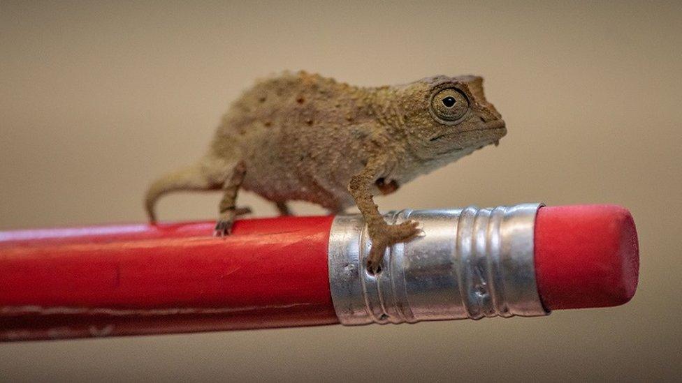 Rare pygmy chameleon on a pencil