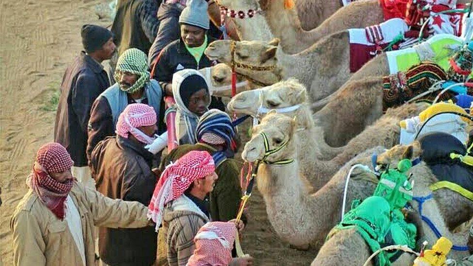 camels