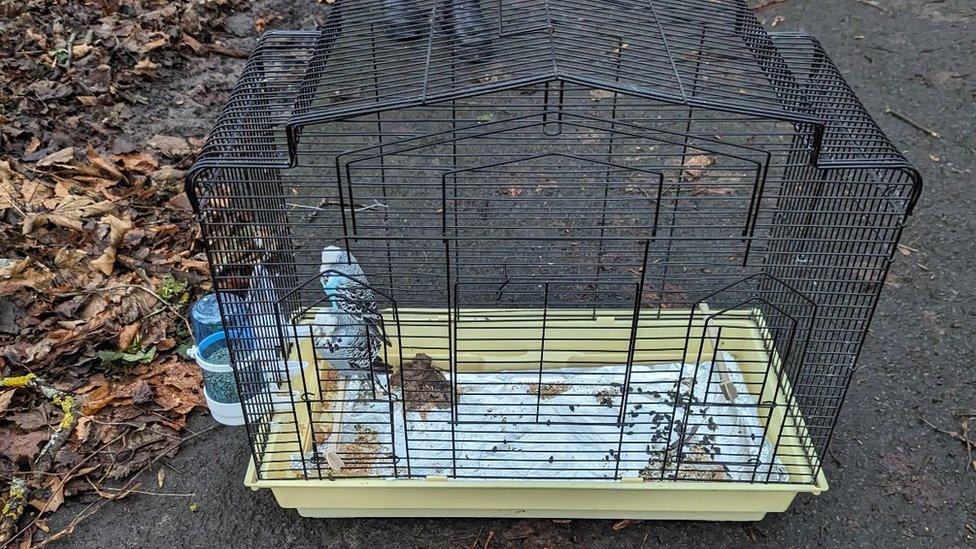 Budgies in their cage in Sefton Park