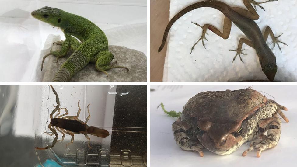 Creatures to have been accidentally smuggled into UK