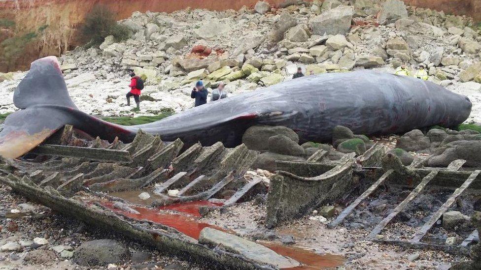 Whale at Hunstanton