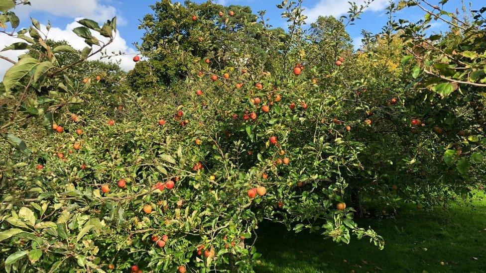 Christmas Pippin apple tree