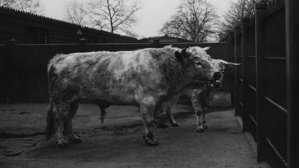 A Chillingham bull in London Zoo in 1910