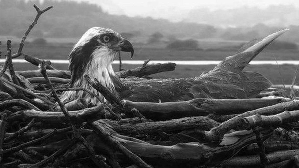 Osprey at Cors Dyfi reserve