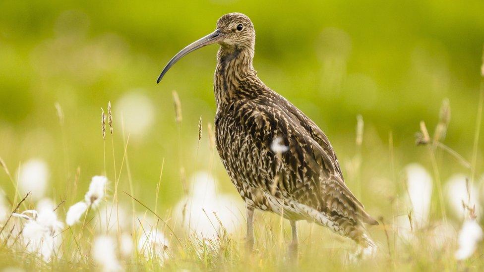 A curlew bird