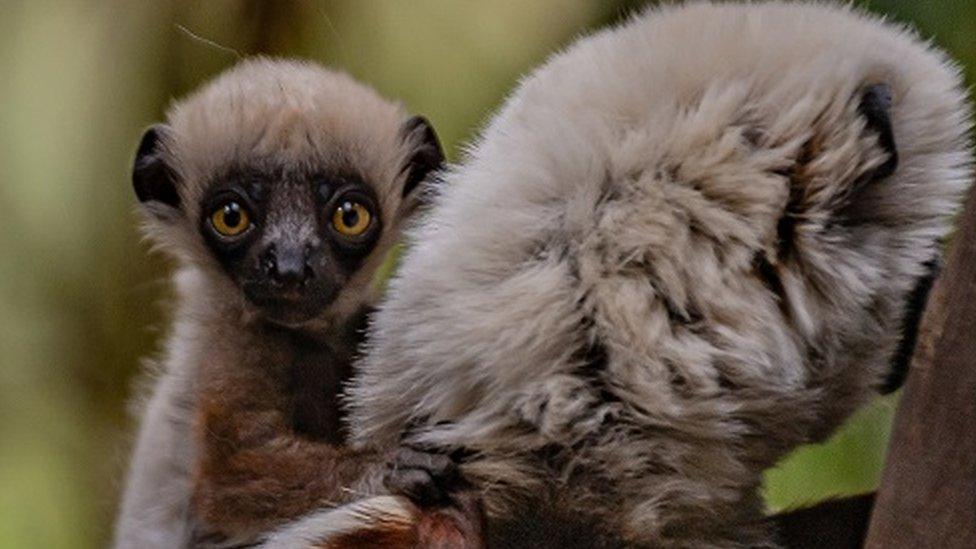 Baby Coquerel's sifaka