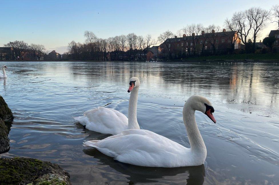 Swans swim on a part-frozen Waterworks in north Belfast