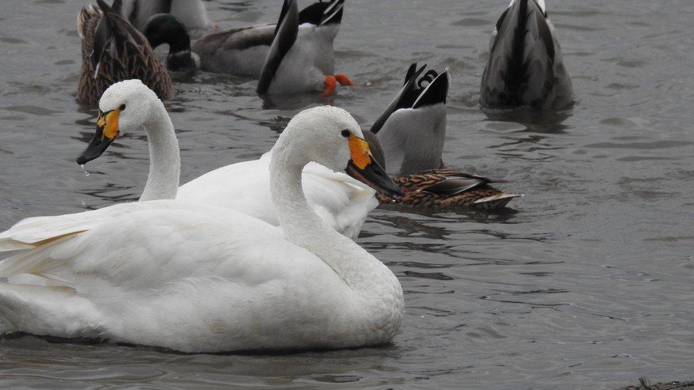 Swans on water