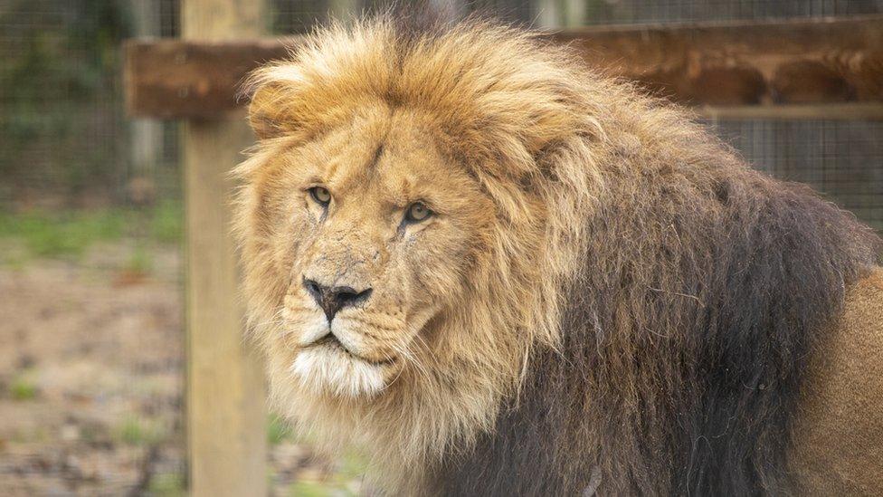 Male African lion