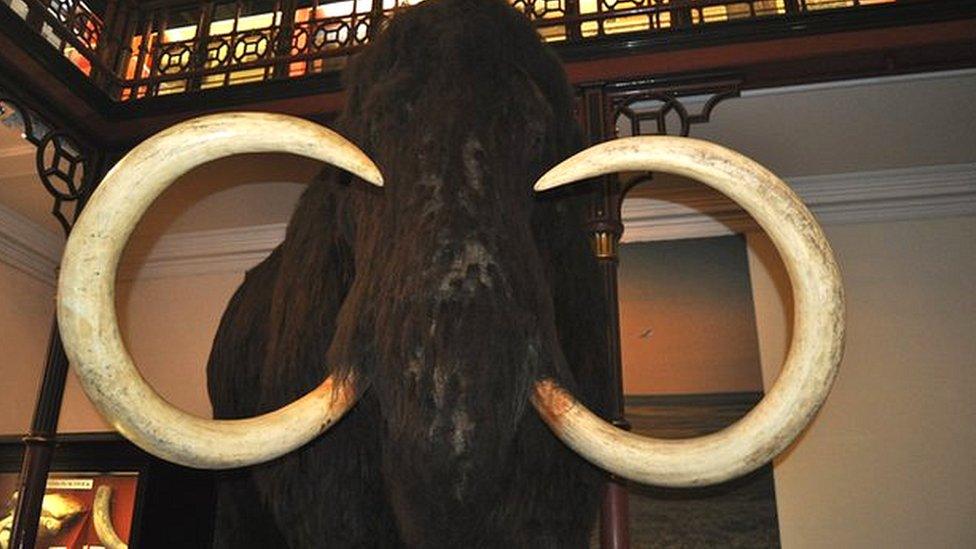 Ipswich Museum's woolly mammoth replica.