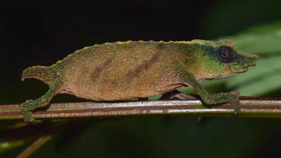 Chapman's pygmy chameleon