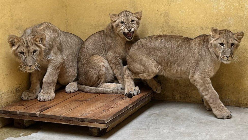 Lions rescued from Ukraine