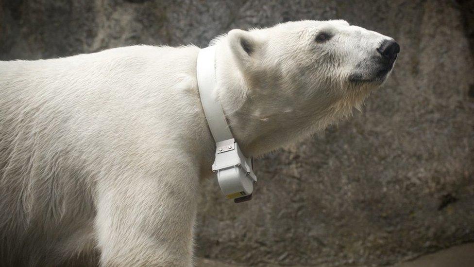 Polar bear collar