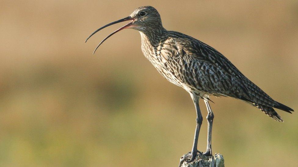 Curlew - small bird with a long beak