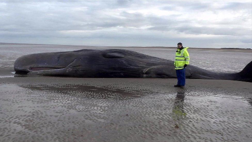 Rescue worker with the beached whale