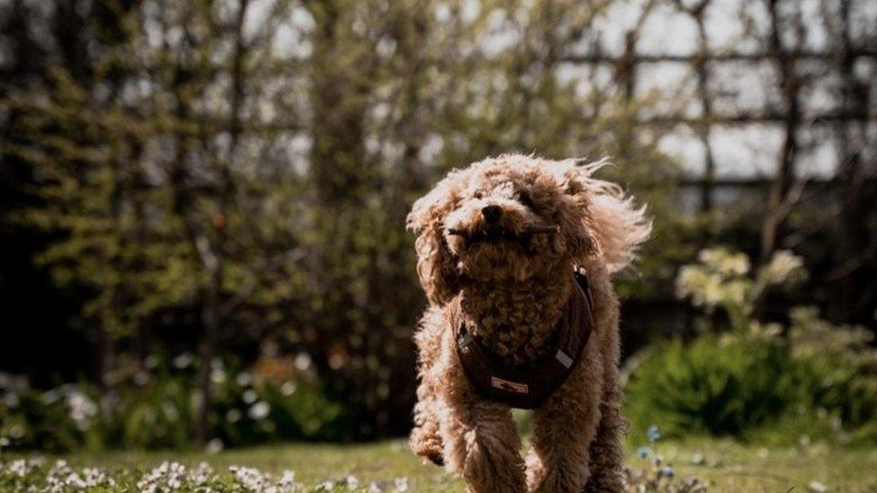 Ruby toy poodle