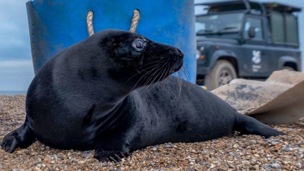 Melanistic seal pup