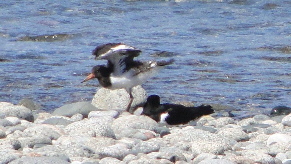 Oystercatcher chick