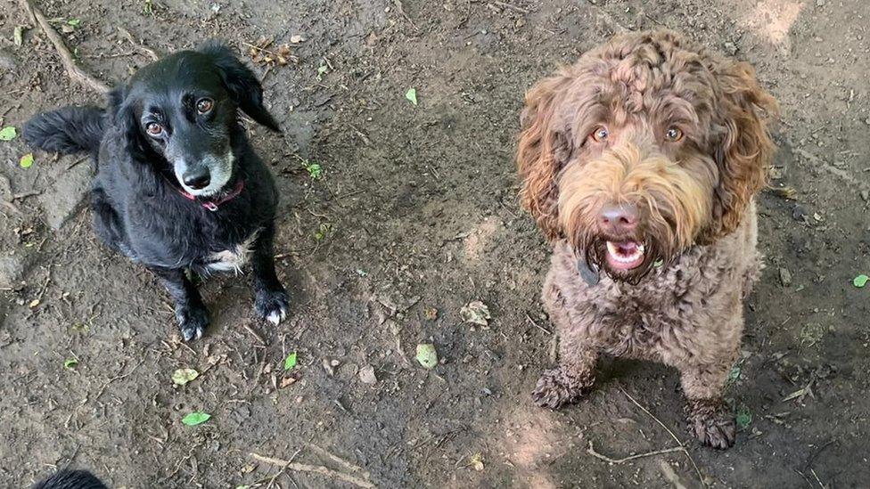 Two dogs