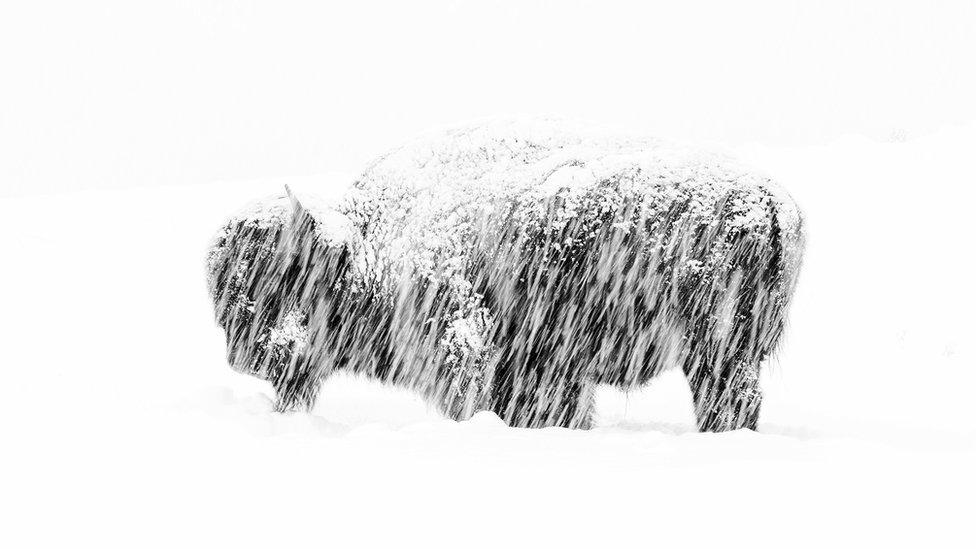 bison-snow.