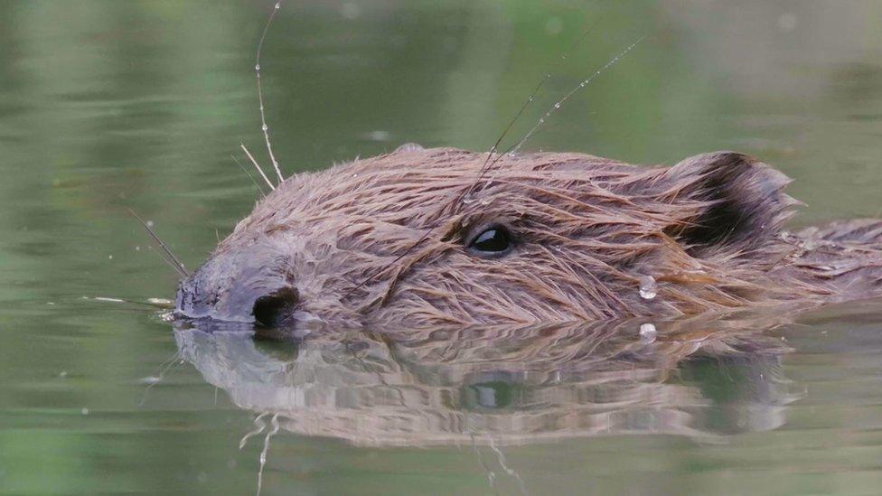 Beaver in water