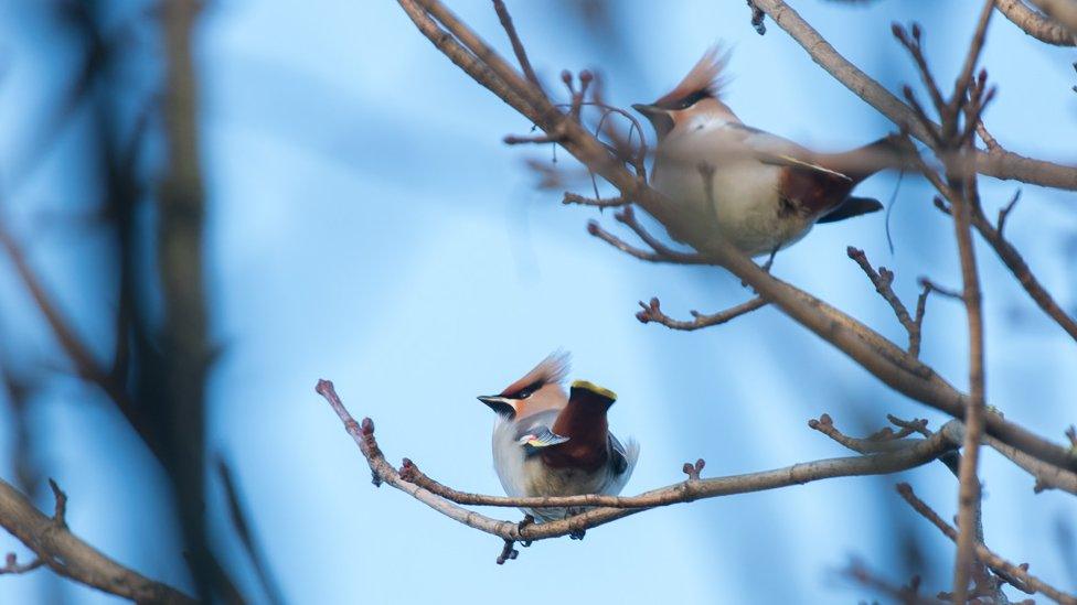 Waxwings on tree branches