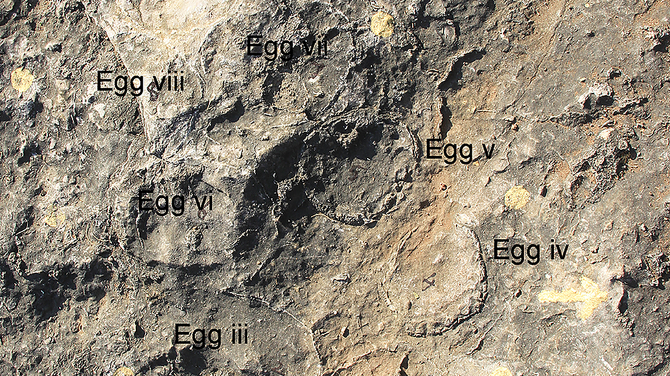 Field photograph showing tightly grouped eggs