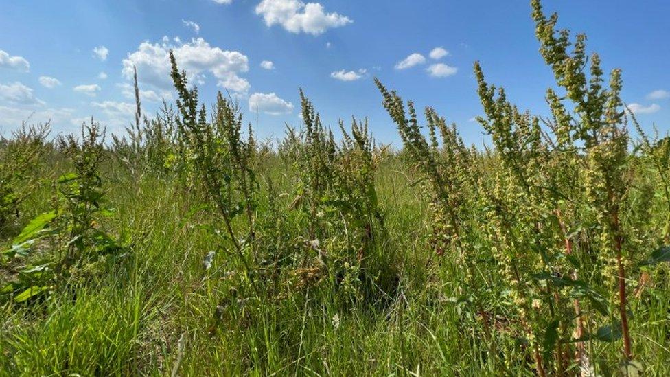 Wild grasses in a field