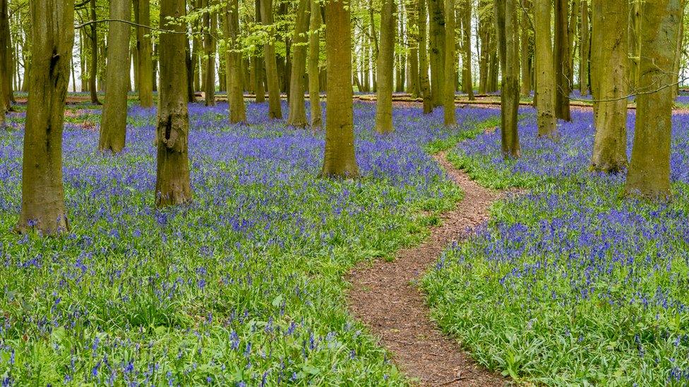 Bluebells at Badbury Hill