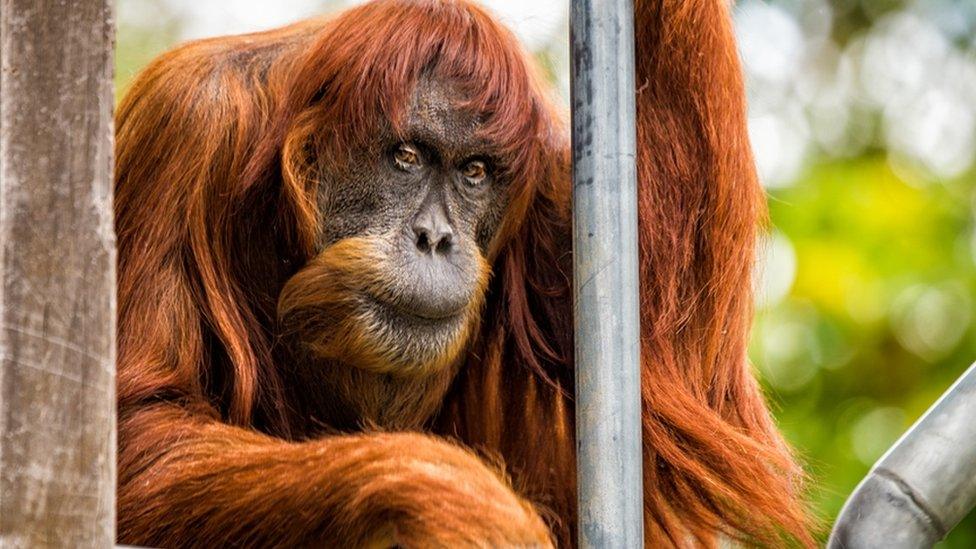 Puan holds a metal bar at Perth Zoo