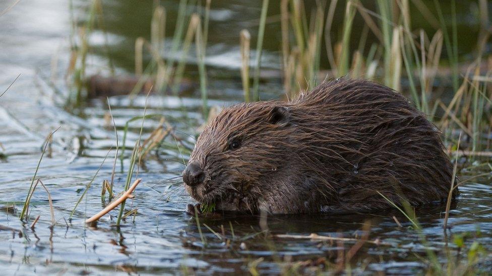 Beaver