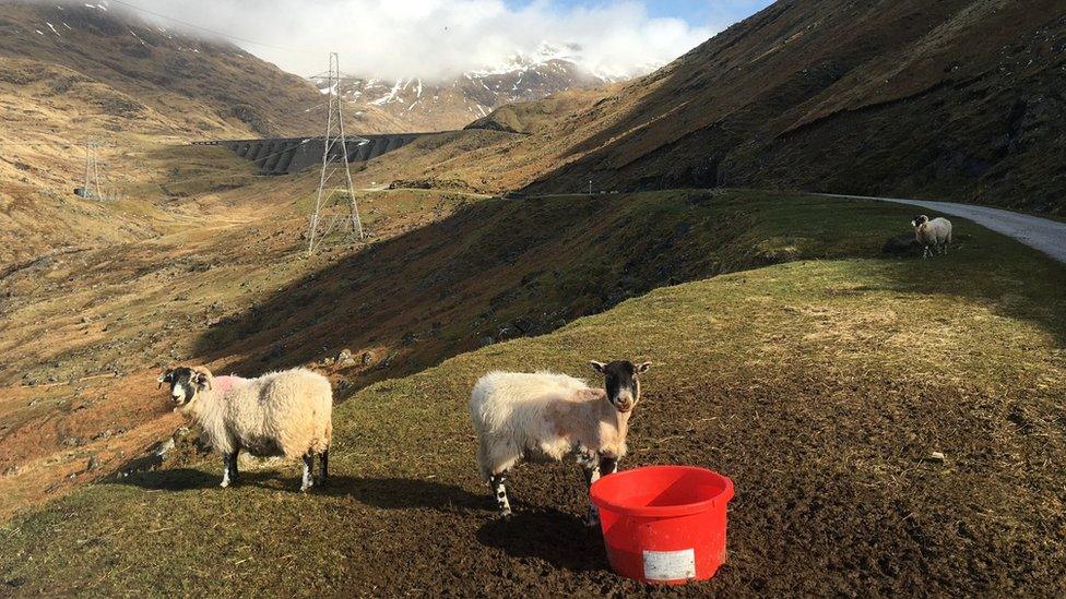 Sheep at Cruachan