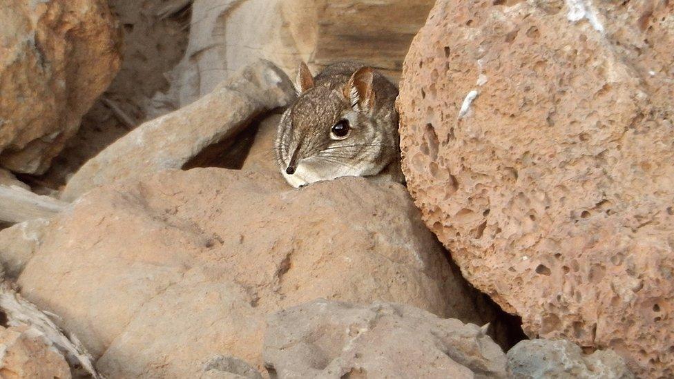 Somali sengi