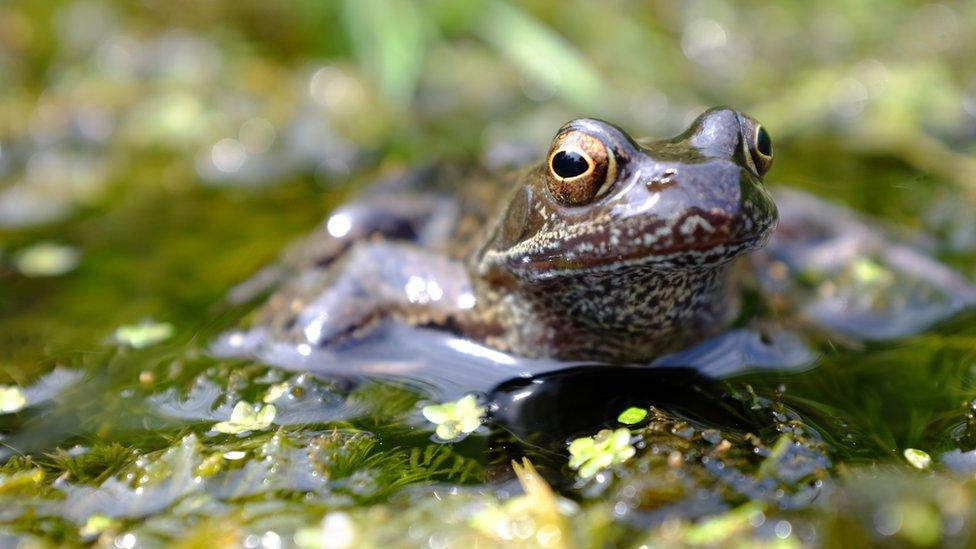 Common frog