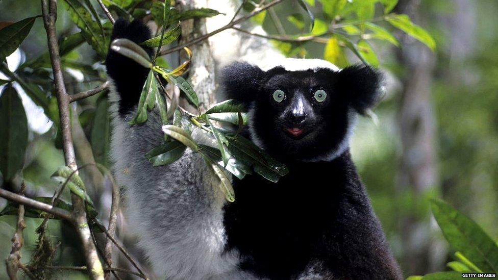 Indri lemur in a tree looking to camera