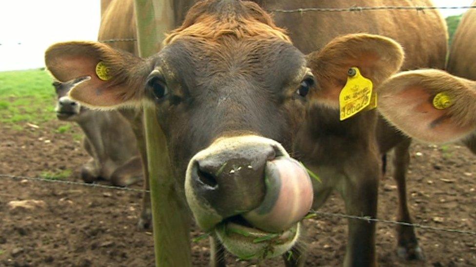 Jersey cow owned by Oliver Neagle