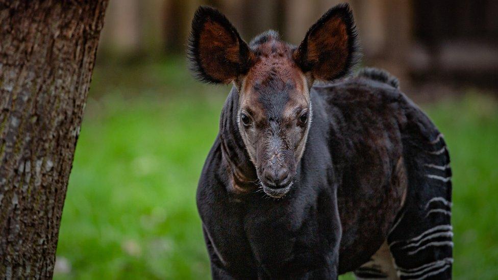 baby-okapi