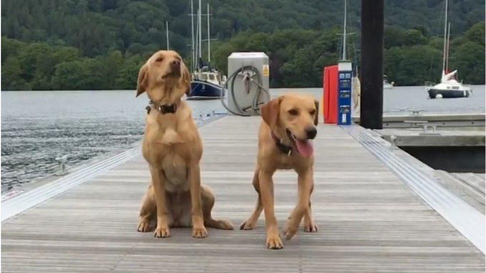 Labradors Sansa and Harley have been taken on by Cumbria Police to help the force's forensic officers.