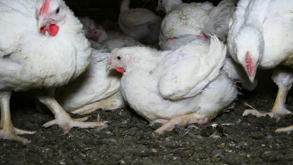 Chicken farm welfare concerns