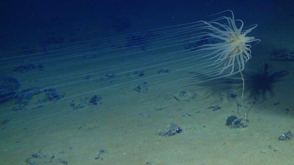 Photograph from under the sea of Relicanthus